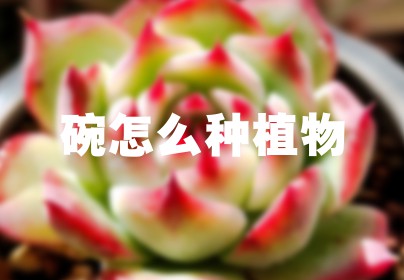 碗怎么种植物