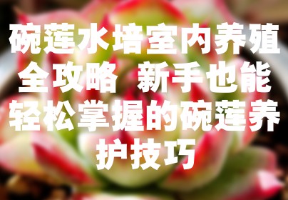 碗莲水培室内养殖全攻略 新手也能轻松掌握的碗莲养护技巧
