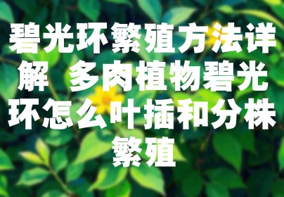 碧光环繁殖方法详解 多肉植物碧光环怎么叶插和分株繁殖