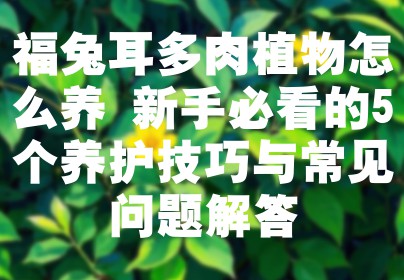福兔耳多肉植物怎么养 新手必看的5个养护技巧与常见问题解答