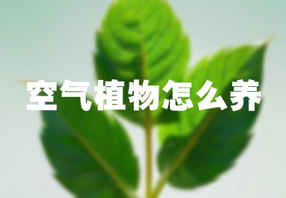 空气植物怎么养