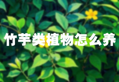 竹芋类植物怎么养