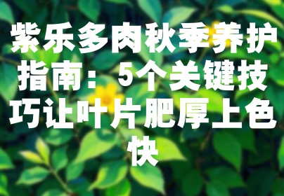 紫乐多肉秋季养护指南：5个关键技巧让叶片肥厚上色快