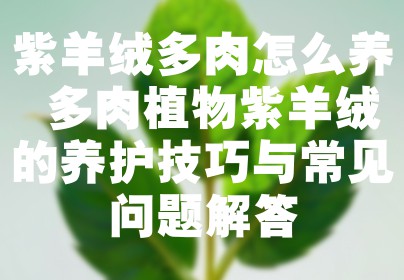 紫羊绒多肉怎么养 多肉植物紫羊绒的养护技巧与常见问题解答