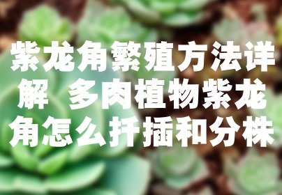 紫龙角繁殖方法详解 多肉植物紫龙角怎么扦插和分株