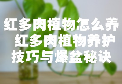 红多肉植物怎么养 红多肉植物养护技巧与爆盆秘诀