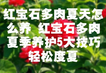 红宝石多肉夏天怎么养 红宝石多肉夏季养护5大技巧轻松度夏