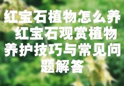 红宝石植物怎么养 红宝石观赏植物养护技巧与常见问题解答