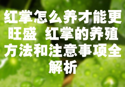 红掌怎么养才能更旺盛 红掌的养殖方法和注意事项全解析