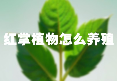 红掌植物怎么养殖