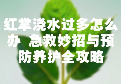 红掌浇水过多怎么办 急救妙招与预防养护全攻略
