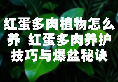 红蛋多肉植物怎么养 红蛋多肉养护技巧与爆盆秘诀
