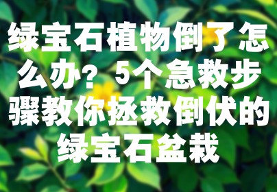 绿宝石植物倒了怎么办？5个急救步骤教你拯救倒伏的绿宝石盆栽