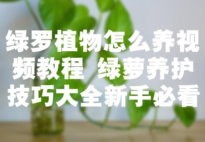 绿罗植物怎么养视频教程 绿萝养护技巧大全新手必看