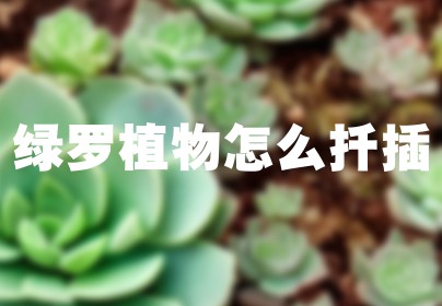 绿罗植物怎么扦插
