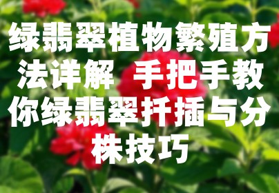绿翡翠植物繁殖方法详解 手把手教你绿翡翠扦插与分株技巧