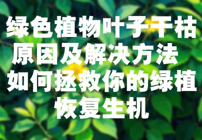 绿色植物叶子干枯原因及解决方法 如何拯救你的绿植恢复生机