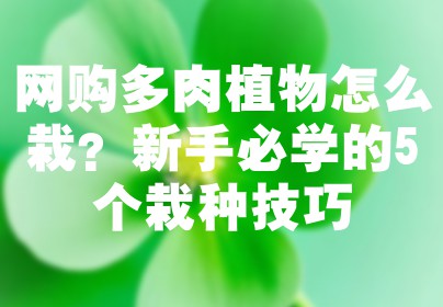 网购多肉植物怎么栽？新手必学的5个栽种技巧