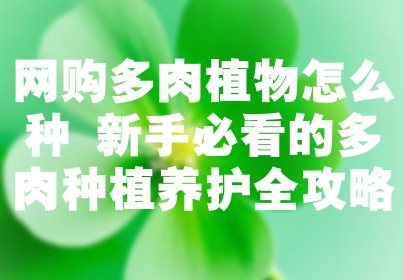 网购多肉植物怎么种 新手必看的多肉种植养护全攻略