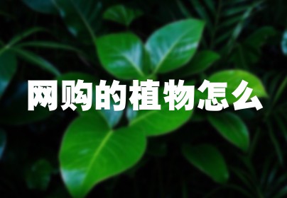 网购的植物怎么