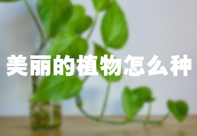美丽的植物怎么种