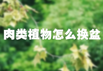 肉类植物怎么换盆