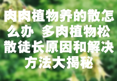 肉肉植物养的散怎么办 多肉植物松散徒长原因和解决方法大揭秘