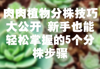 肉肉植物分株技巧大公开 新手也能轻松掌握的5个分株步骤