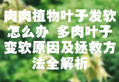 肉肉植物叶子发软怎么办 多肉叶子变软原因及拯救方法全解析