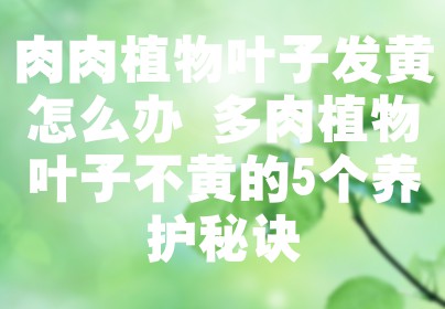 肉肉植物叶子发黄怎么办 多肉植物叶子不黄的5个养护秘诀