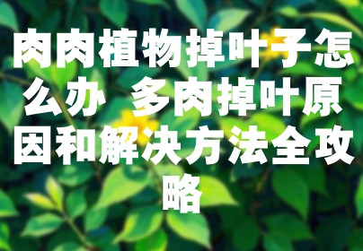 肉肉植物掉叶子怎么办 多肉掉叶原因和解决方法全攻略