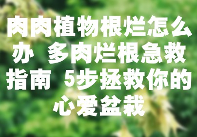 肉肉植物根烂怎么办 多肉烂根急救指南 5步拯救你的心爱盆栽