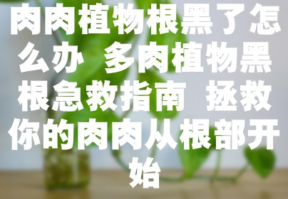 肉肉植物根黑了怎么办 多肉植物黑根急救指南 拯救你的肉肉从根部开始