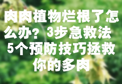 肉肉植物烂根了怎么办？3步急救法+5个预防技巧拯救你的多肉