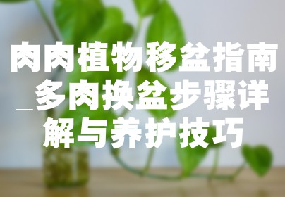肉肉植物移盆指南_多肉换盆步骤详解与养护技巧
