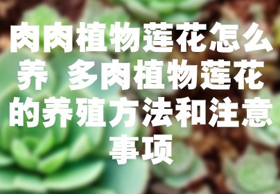 肉肉植物莲花怎么养 多肉植物莲花的养殖方法和注意事项