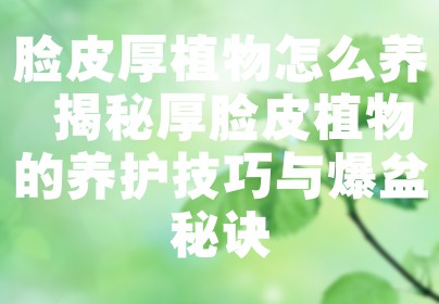 脸皮厚植物怎么养 揭秘厚脸皮植物的养护技巧与爆盆秘诀