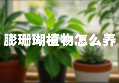 膨珊瑚植物怎么养