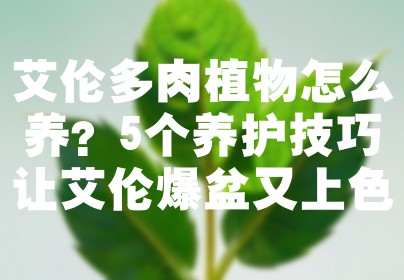 艾伦多肉植物怎么养？5个养护技巧让艾伦爆盆又上色