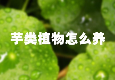 芋类植物怎么养