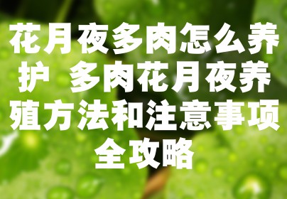 花月夜多肉怎么养护 多肉花月夜养殖方法和注意事项全攻略