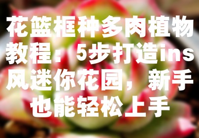 花篮框种多肉植物教程：5步打造ins风迷你花园，新手也能轻松上手