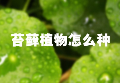 苔藓植物怎么种