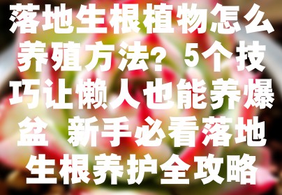 落地生根植物怎么养殖方法？5个技巧让懒人也能养爆盆 新手必看落地生根养护全攻略