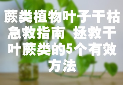 蕨类植物叶子干枯急救指南 拯救干叶蕨类的5个有效方法