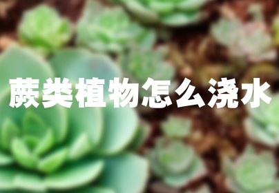 蕨类植物怎么浇水