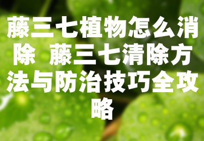 藤三七植物怎么消除 藤三七清除方法与防治技巧全攻略