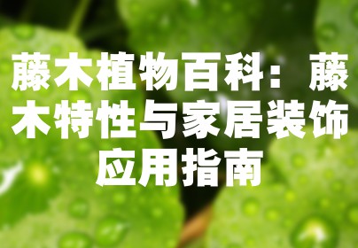 藤木植物百科：藤木特性与家居装饰应用指南
