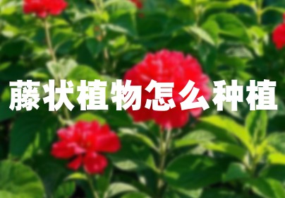 藤状植物怎么种植