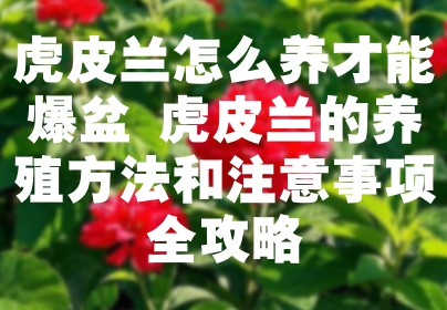 虎皮兰怎么养才能爆盆 虎皮兰的养殖方法和注意事项全攻略